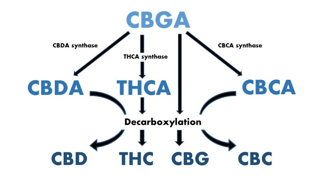 CBGA biosynthesis