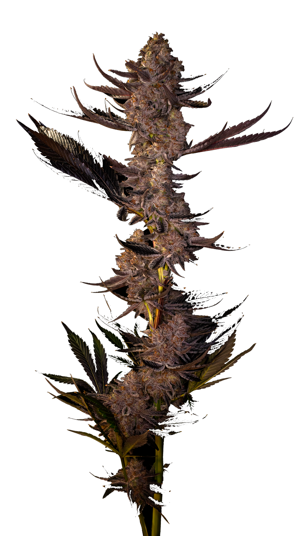 A beautiful shot of a LA Kush Cake cola showing lots of large buds covered in trichomes.