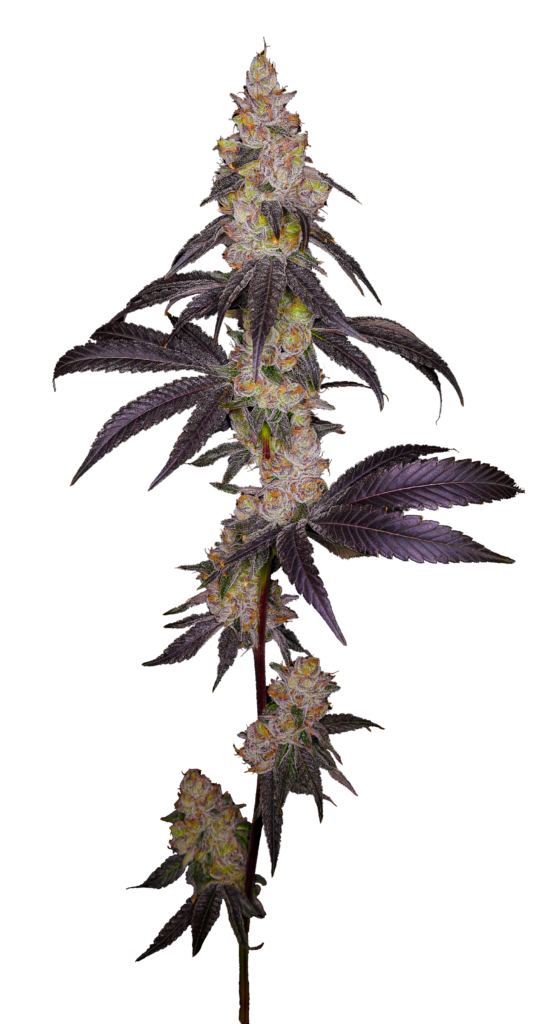 Cola shot of the Lemon Grab cultivar from GraniteLeaf Cannabis.