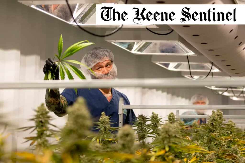 Photo of a GraniteLeaf Cultivation Team member holding up a large fan leaf in one of the grow rooms. Photo courtesy of Keene Sentinel.