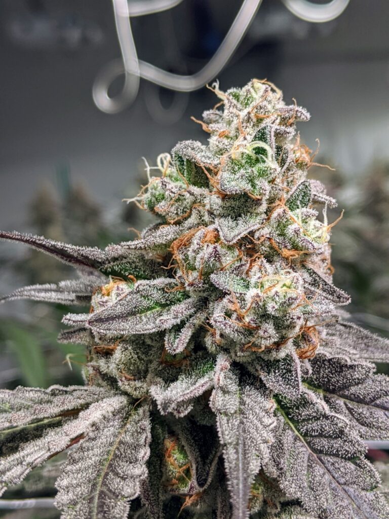 Close up of our beautiful LA Kush Cake cannabis flower.