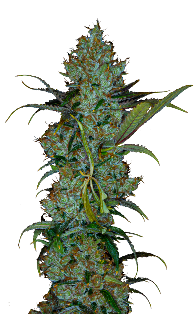 Cola shot of the El's Army cultivar from GraniteLeaf Cannabis.