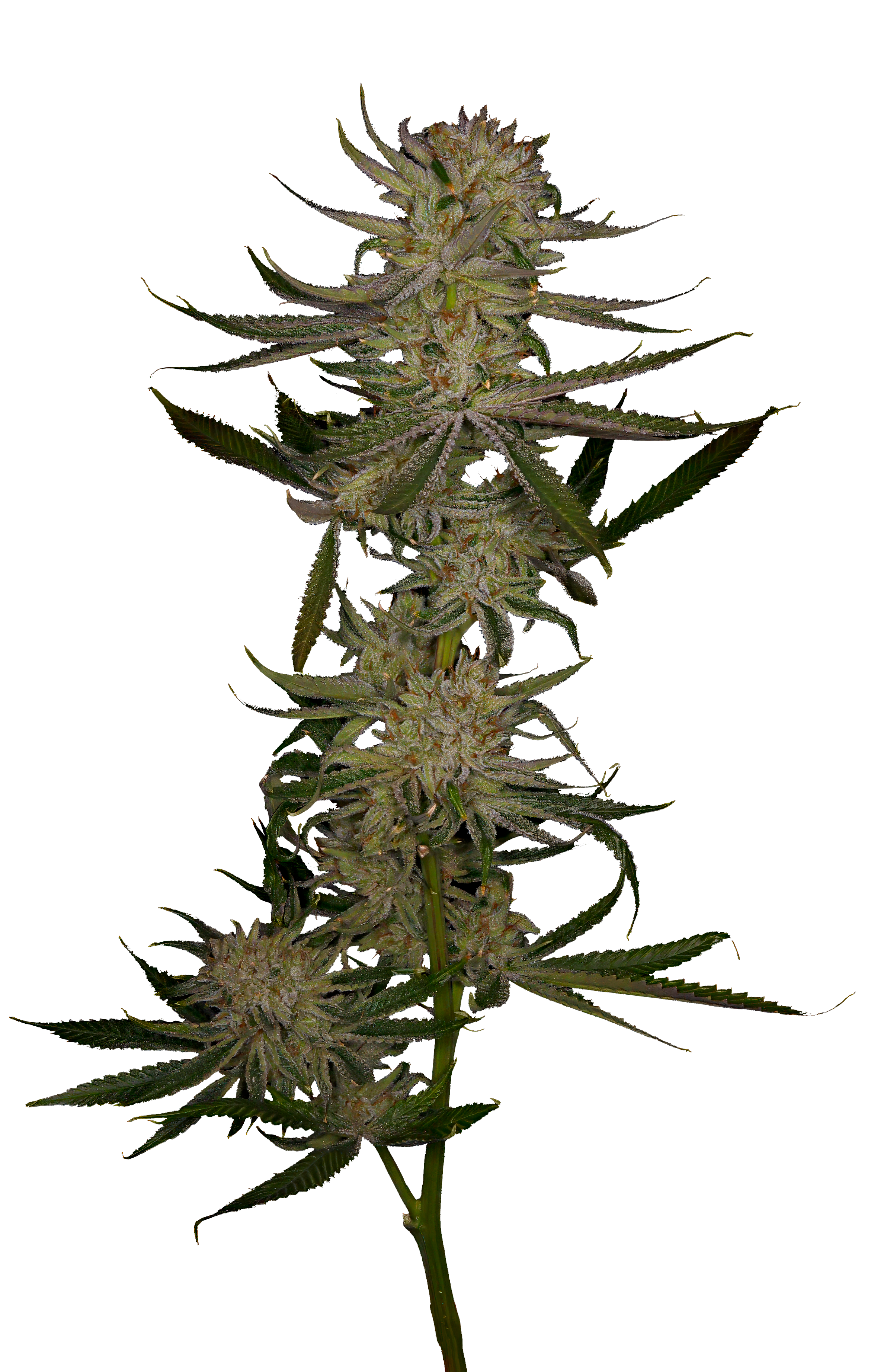 Cola shot of the Power Nap cultivar from GraniteLeaf Cannabis.