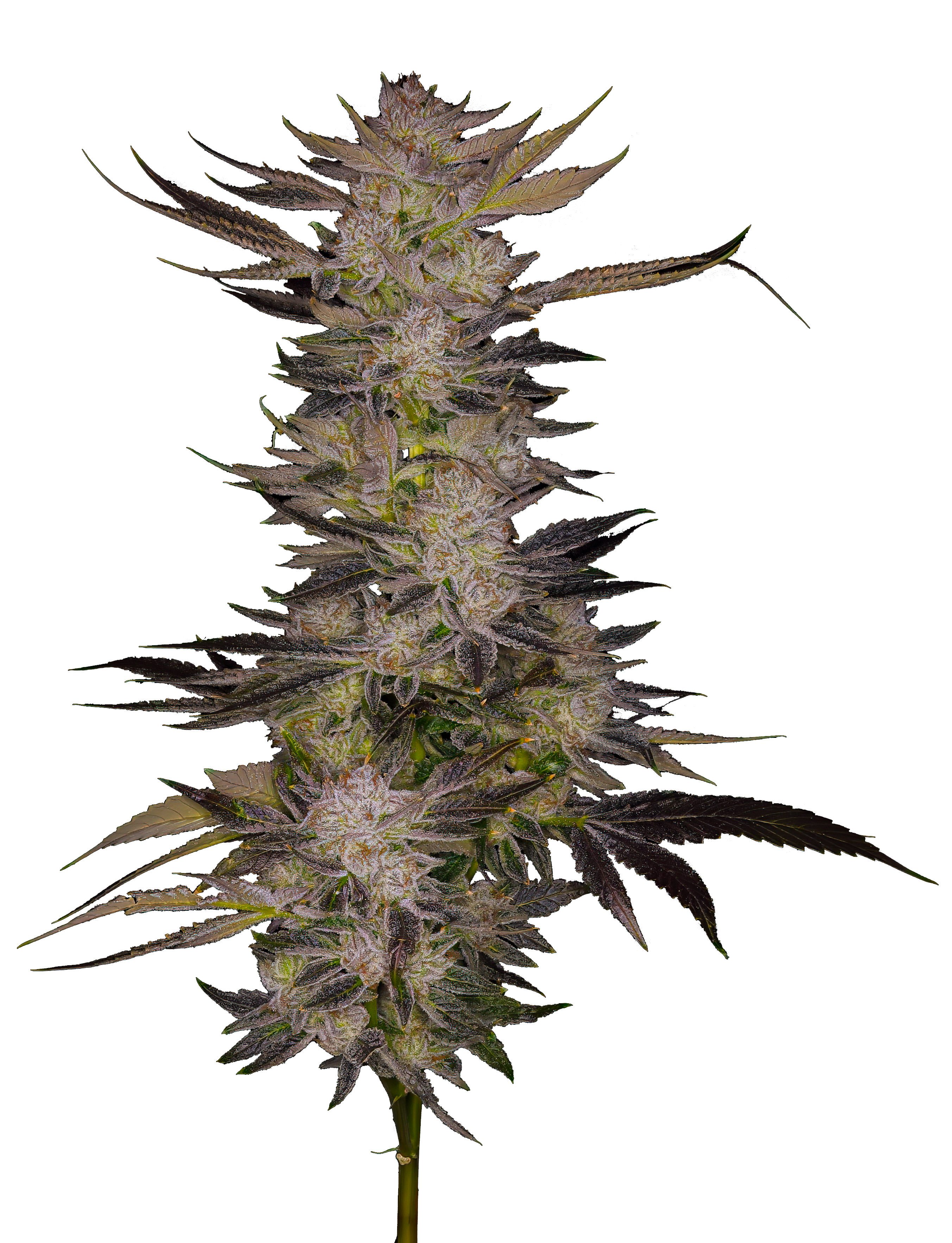 Cola shot of the Sour Kush cultivar from GraniteLeaf Cannabis.