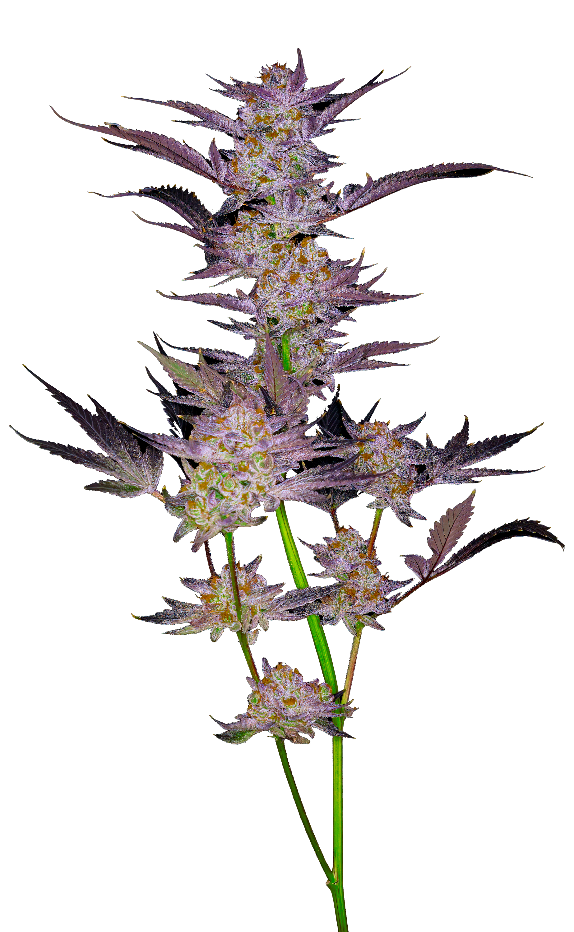 Cola shot of the Temple of the Dawg cultivar from GraniteLeaf Cannabis.