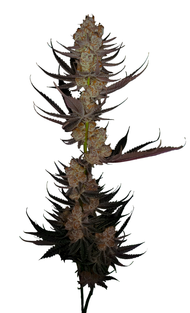 Cola shot of the Love Chimera cultivar from GraniteLeaf Cannabis.