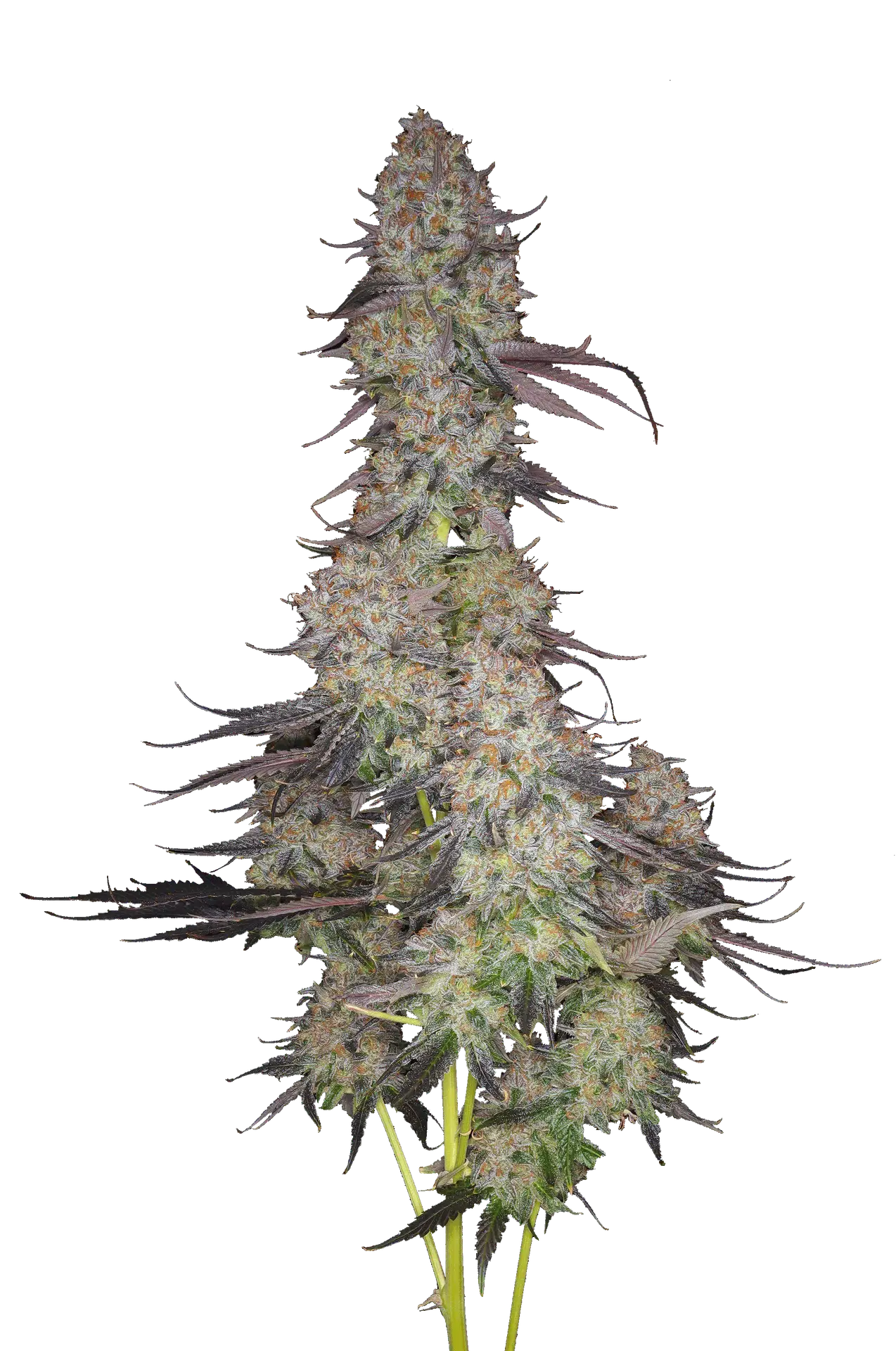 Cola shot of Bluntz cultivar from GraniteLeaf Cannabis.