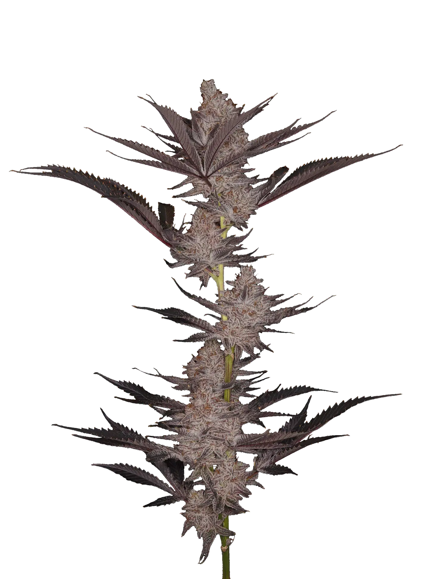 Cola shot of Platinum Punch cultivar from GraniteLeaf Cannabis.