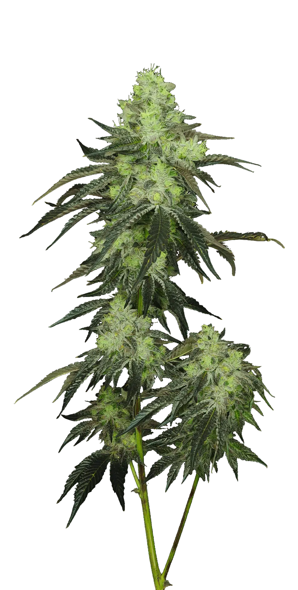 Cola shot of Ripped Off Runtz cultivar from GraniteLeaf Cannabis.