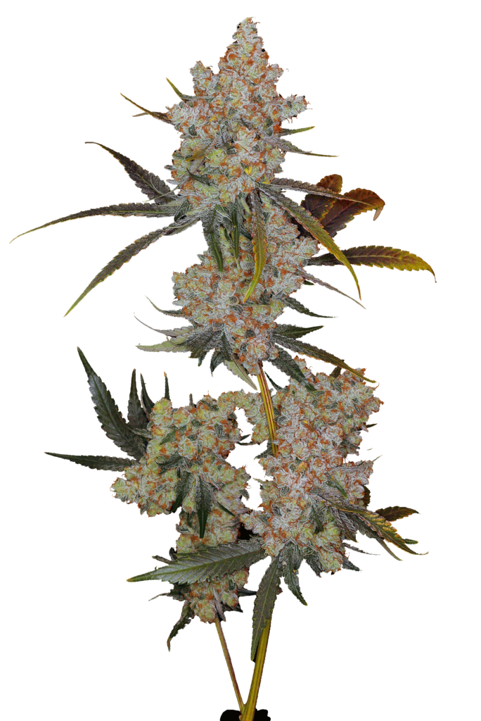 Cola shot of Lilac Sour Diesel x Crescendo cultivar from GraniteLeaf Cannabis.