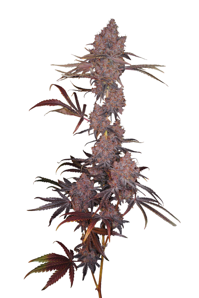Cola shot of Panama Mints cultivar bred from GraniteLeaf Cannabis.
