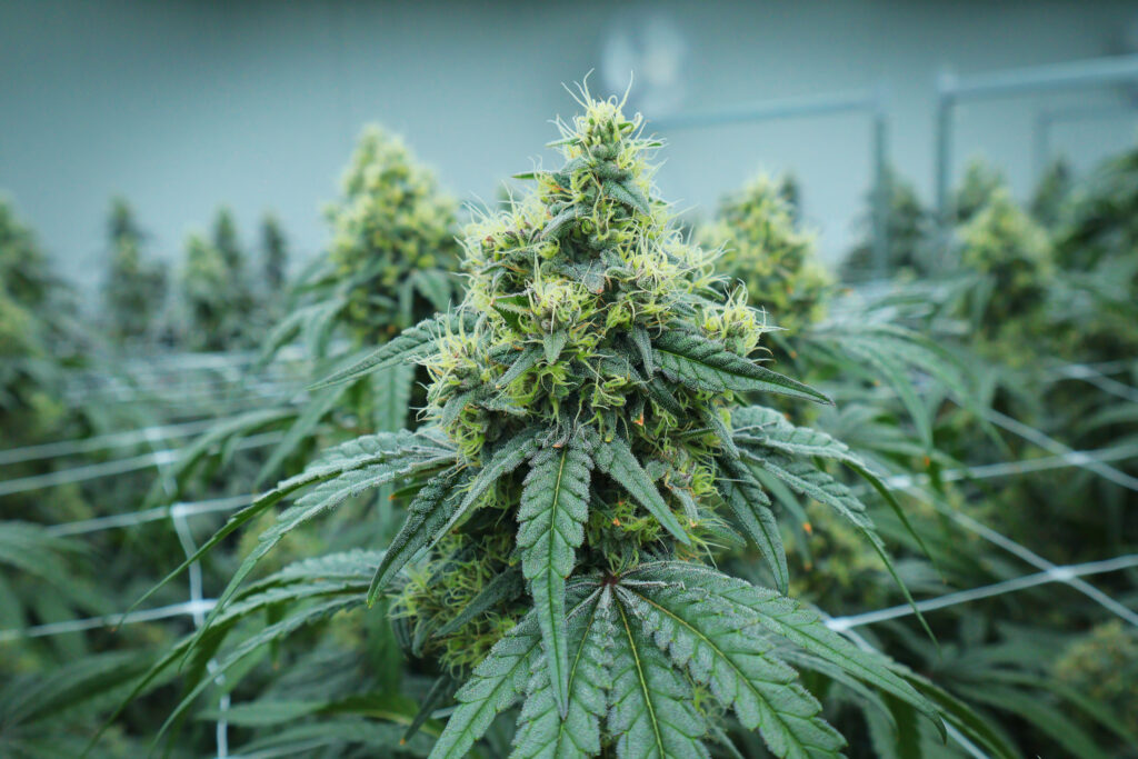 Panama Mints flower