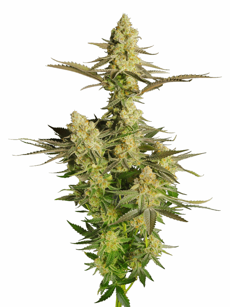 Cola shot of Dulce de Fresa cultivar bred from GraniteLeaf Cannabis.
