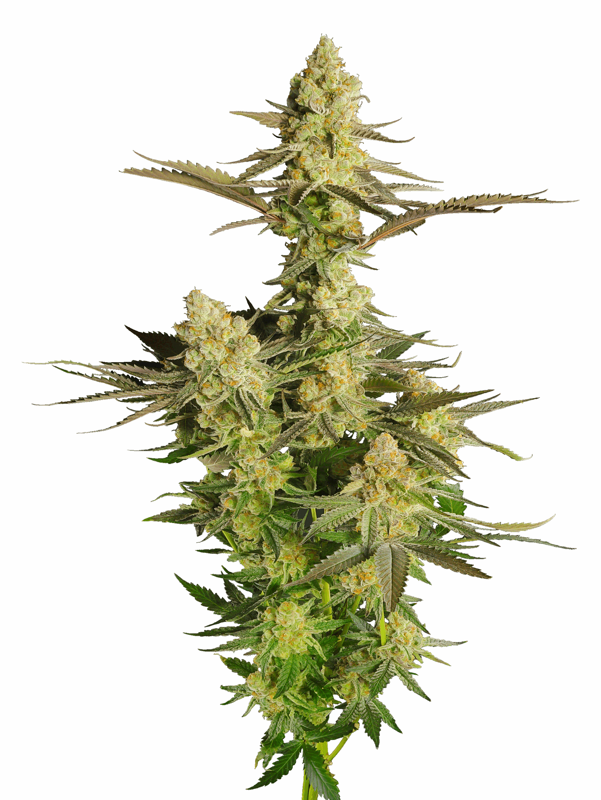 Cola shot of Dulce de Fresa cultivar bred from GraniteLeaf Cannabis.