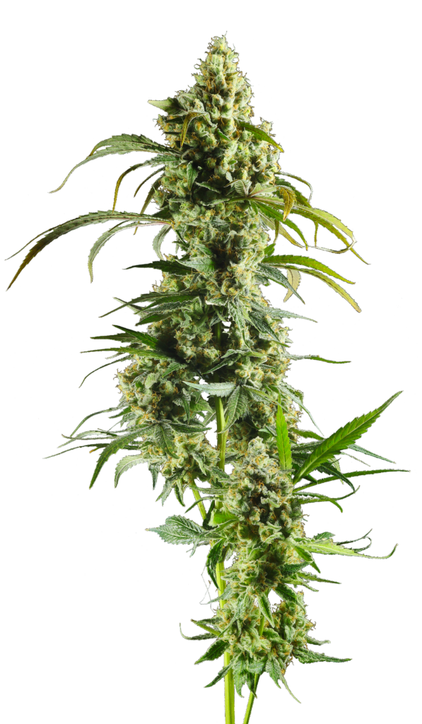 Cola shot of Funk MTN cultivar bred from GraniteLeaf Cannabis.