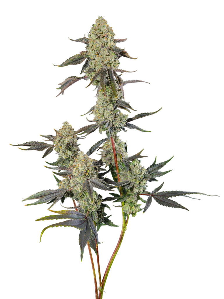 Cola shot of GMO x Sherb Crasher cultivar bred from GraniteLeaf Cannabis.