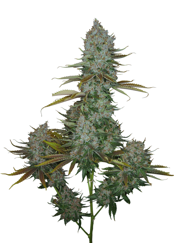 Cola shot of Heavenly Sativa cultivar bred from GraniteLeaf Cannabis.