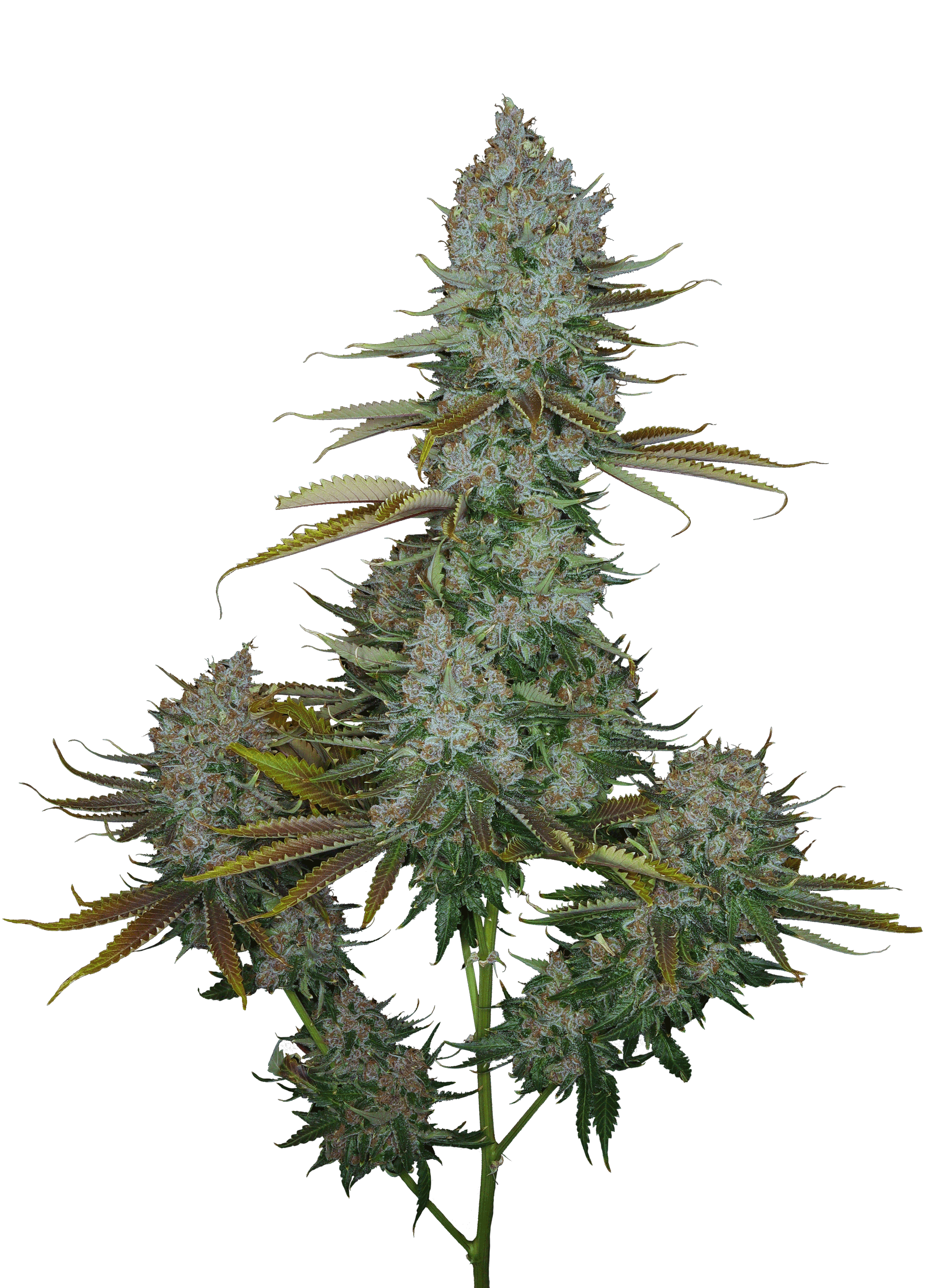 Cola shot of Heavenly Sativa cultivar bred from GraniteLeaf Cannabis.