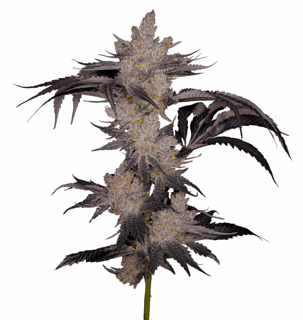 Cola shot of Booberry cultivar bred from GraniteLeaf Cannabis.
