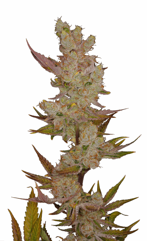 Cola shot of Burnt Orange cultivar bred from GraniteLeaf Cannabis.
